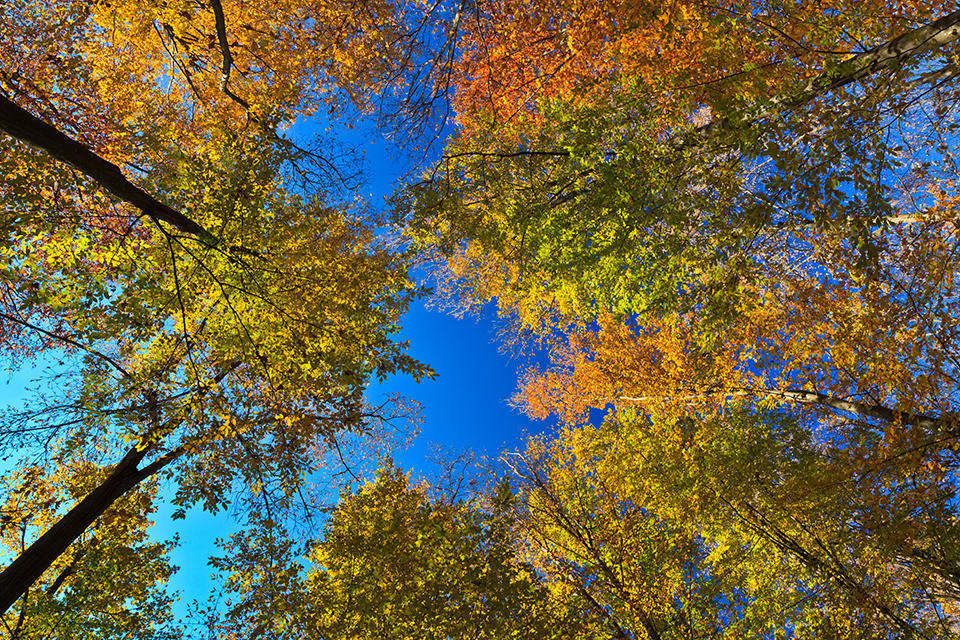 projection on the sky of autumn trees