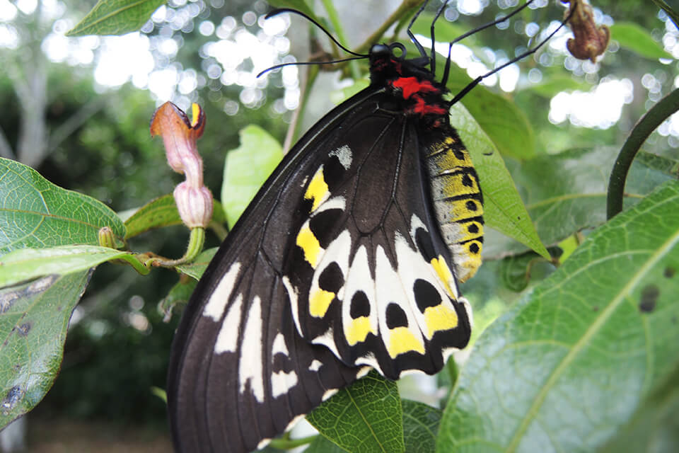 Maleny things you probably didnt know
